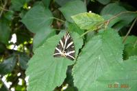Euplagia quadripunctaria