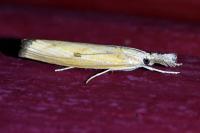 Agriphila inquinatella