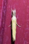 Agriphila inquinatella