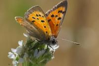 Lycaena phlaeas