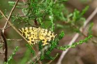 Pseudopanthera macularia