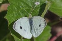 Pieris rapae