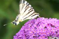 Iphiclides podalirius