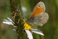 Coenonympha pamphilus