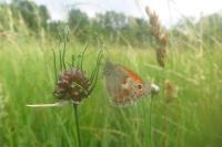 Coenonympha pamphilus