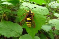 Sesia apiformis