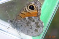 Lasiommata megera
