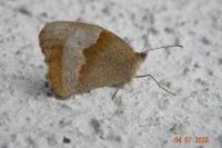Maniola jurtina