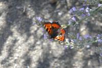 Aglais urticae
