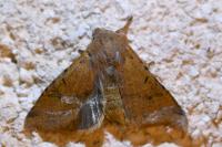 Agrochola lychnidis