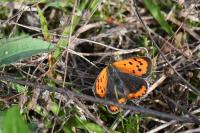Lycaena phlaeas