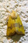 Atethmia centrago