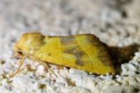 Atethmia centrago