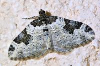 Xanthorhoe fluctuata
