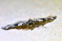 Xanthorhoe fluctuata