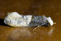 Trichophaga tapetzella