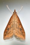 Udea ferrugalis