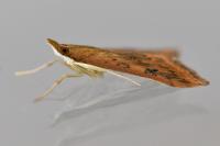 Udea ferrugalis