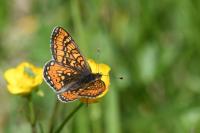 Euphydryas aurinia