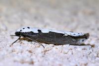 Ethmia bipunctella