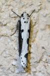 Ethmia bipunctella