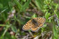 Melitaea cinxia