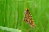 Euphydryas aurinia