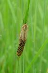 Spiris striata