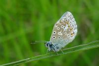 Lysandra bellargus
