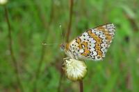 Melitaea cinxia