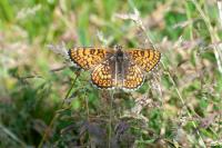 Melitaea cinxia
