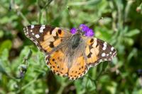 Vanessa cardui