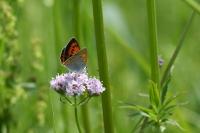 Lycaena dispar