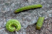 Agrochola lychnidis