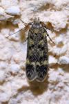 Bryotropha
