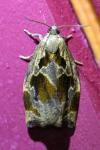 Archips crataegana