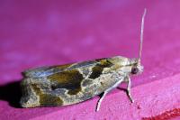 Archips crataegana