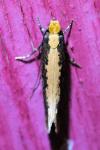Monopis crocicapitella
