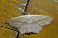 Scopula imitaria
