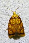 Acleris bergmanniana