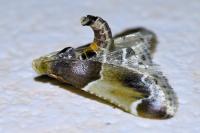 Pyralis farinalis
