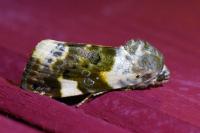 Acontia lucida