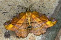 Apeira syringaria