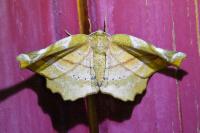 Apeira syringaria