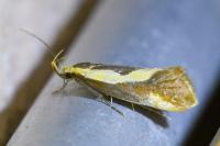 Harpella forficella