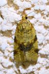 Epagoge grotiana