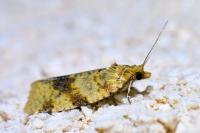 Epagoge grotiana