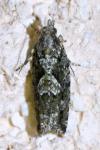 Zeiraphera isertana