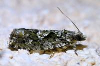 Zeiraphera isertana