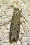 Limnaecia phragmitella
